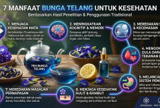 Dijuluki Harta Karun Alami: Intip 7 Khasiat Menakjubkan Seduhan Bunga Telang untuk Kesehatan Tubuh