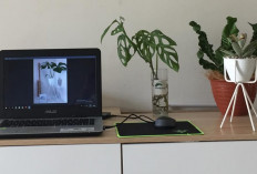 Rekomendasi 11 Tanaman Air Hias Meja: Solusi Dekorasi Ruangan yang Sederhana dan Murah