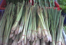 Dari Dapur ke Obat Alami, Ini Khasiat Serai yang Tak Banyak Disadari