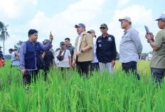 Optimistis Produksi Gabah Sumsel Tembus 5 Juta Ton, Gubernur Sumsel Gaspol Pacu IP 300 dan Pertanian Modern