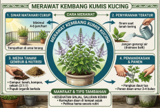 Cara Merawat Kembang Kumis Kucing Agar Tumbuh Subur dan Berbunga Indah