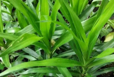 Lebih dari Sekadar Pewarna Alami, Ini Khasiat Daun Suji bagi Tubuh