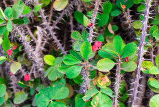 5 Jenis Tanaman yang Dipercaya Memiliki Energi Negatif