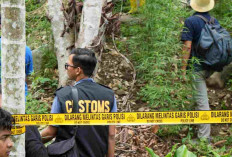 Bea Cukai dan Aparat Bongkar Ladang Ganja di Aceh Utara, Luasnya Bikin Terkejut