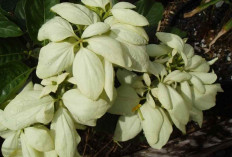 Bukan Sekadar Cantik, Tanaman Hias Ini Ternyata Berkhasiat untuk Tubuh