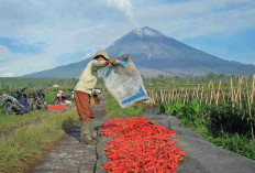 Dorong Swasembada Pangan, BRI Salurkan KUR Rp65,95 Triliun, Jangkau 558 Ribu Petani dan 23 Ribu Nelayan  