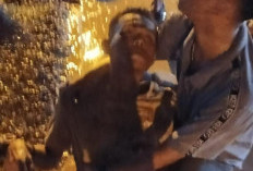 Ribut di Orgen Tunggal, 1 Warga OKI Tewas Tertembak 1 Sekarat