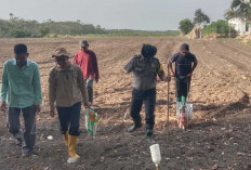 Mandiri Pangan! Polsek Tanjung Raja Tanam 24 Kg Bibit Jagung di Desa Belanti, Cek Prediksi Panennya