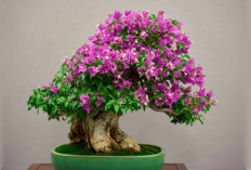 Tak Sekadar Cantik, Bonsai Ternyata Ampuh Redakan Stres, Coba Aja!