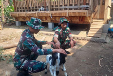 Momen Hangat TMMD 129: Ketika Dua Prajurit TNI Asyik Main Bareng Anak Kambing Warga Desa Cukil!