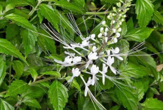 Tidak Perlu Obat Mahal! Kumis Kucing Bisa Jadi Penyelamat Kesehatanmu