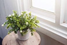 4 Tanaman Hias yang Bikin Kamar Tidur Sehat