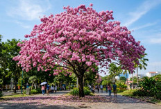 Serasa di Jepang! Pesona Pohon Tabebuya Berbunga Lebat Ubah Suasana Kota Jadi Mirip Negeri Sakura yang Memukau