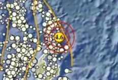 Gempa Magnitudo 4,6 Guncang Daruba pada Kedalaman 10 Km, Tak Berpotensi Tsunami