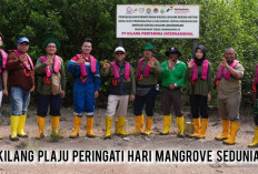 Sambut Hari Mangrove Sedunia 2026, Kilang Plaju Ubah Hutan Desa Sungsang Jadi Benteng Karbon dan Ekowisata