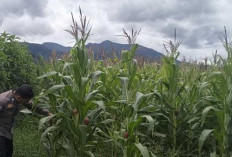 Dukung Ketahanan Pangan Nasional, Polres Lahat Kawal Keberhasilan Panen Jagung Warga