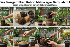 Tanpa Halaman Luas: Ini 7 Langkah Mudah Mengerdilkan Pohon Matoa agar Cepat Berbuah Lebat di Dalam Pot