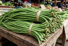 Nggak Cuma Enak Ditumis, Rutin Makan Kacang Panjang Ternyata Ampuh Cegah Berbagai Penyakit Berbahaya