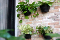 Rumah Jadi Asri dan Adem! Ini 4 Tanaman Gantung Favorit yang Paling Banyak Dicari