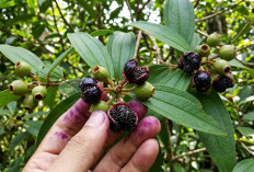 Sering Dianggap Buah Liar di Hutan Sumatera: Intip 7 Khasiat Luar Biasa Buah Seduduk untuk Kesehatan Tubuh