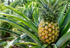 7 Manfaat Buah Nanas untuk Kesehatan: Asem-Seger Tapi Khasiatnya Bikin Kaget