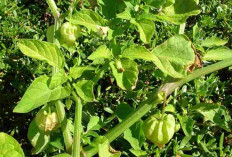 Dari Tanaman Liar Jadi Herbal Andalan, Ini Khasiat Ciplukan untuk Jantung