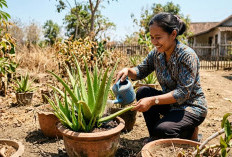 Cara Merawat Kembang Lidah Buaya Tetap Sehat dan Segar Saat Musim Kemarau
