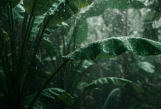 Prakiraan Cuaca Sumsel 1 Maret 2026: Palembang Hujan, Beberapa Wilayah Berawan!