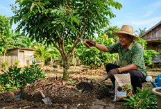Pohon Kelengkeng Cuma Subur Tapi Nggak Berbuah? Lakukan 7 Trik Rahasia Ini Biar Panen Lebat