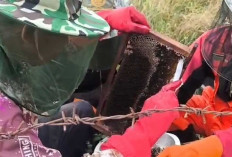 Koptan Desa Padang Muara Dua Lahat Sukses Panen Puluhan Kilogram Madu Asli dan Raup Cuan