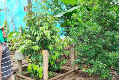Dulu Semak Belukar, Kini Lahan Belakang Rumah Opung di Empat Lawang Hasilkan Durian dan Jeruk Purut