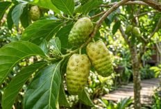 7 Manfaat Luar Biasa Buah Mengkudu untuk Kesehatan, Buah Pahit yang Berkhasiat Manis