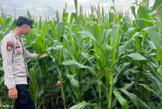 Aksi Polsek Mulak Ulu Pantau Langsung Perkembangan Tanaman Jagung di Desa Geramat Lahat