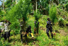 Operasi Gabungan Ungkap dan Musnahkan Ladang Ganja Seluas 2 Hektare  