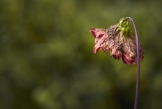 Daun Menguning dan Tak Mau Berbunga? Bisa Jadi Tanaman Kamu Sedang Stres!