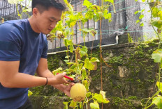 Keren! Warga Binaan Rutan Baturaja Sukses Panen Melon, Bukti Nyata Program Pembinaan Berhasil