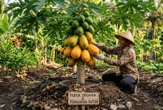 Pohon Pepaya Jarang Berbuah dan Sering Rontok? Coba Terapkan 9 Trik Jitu Ini agar Panen Melimpah