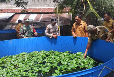 Inovasi Bioflok di Kikim Selatan: Cara Cerdas Kades Markoni Kelola 20 Persen Dana Desa!