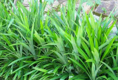 Bawa Pulang Pandan Wangi, Rumah Jadi Harum dan Rezeki Mengalir!