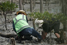 Lanjutkan Konservasi Pesisir, PTBA Tanam 40 Ribu Bibir Mangrove di Lampung Timur