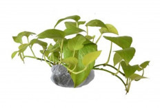 Wajib Hati-hati! Tanaman Hias Favorit Ini Ternyata Berbahaya Bagi Hewan Peliharaan