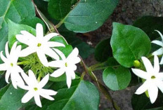 Rezeki Dipercaya Makin Lancar! 6 Tanaman Pembawa Hoki Ini Wajib Ada di Depan Rumah