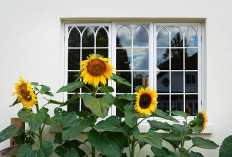 7 Tanaman Hias Bikin Rumah Nyaman Tanpa Nyamuk