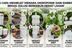 Solusi Cerdas Lahan Sempit: Cara Kreatif Bikin Menara Hidroponik Vertikal Sendiri di Rumah Pakai Ember Bekas