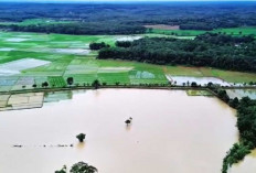 Dihantam Banjir! 700 Hektare Berpotensi Gagal Panen, Pemkab dan Provinsi Siapkan Bantuan Bibit Gratis