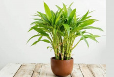 Rahasia di Balik Lucky Bamboo, Tanaman Hias yang Sarat Makna Feng Shui