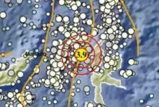 Gempa Magnitudo 3,9 Pagi Ini Guncang Halmahera Barat pada kedalaman 131 Km, Tak Berpotensi Tsunami