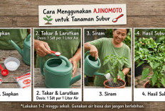 Cukup Tabur Satu Bahan Dapur Ini, Tanaman Langsung Berbuah Lebat dan Daun Menghijau