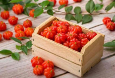 Hanya Satu Buah Ini Bisa Tingkatkan Imun, Jaga Jantung, dan Lindungi Mata 