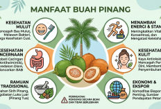 Manfaat Buah Pinang: Lebih dari Sekadar Tradisi, Kaya Khasiat untuk Kesehatan